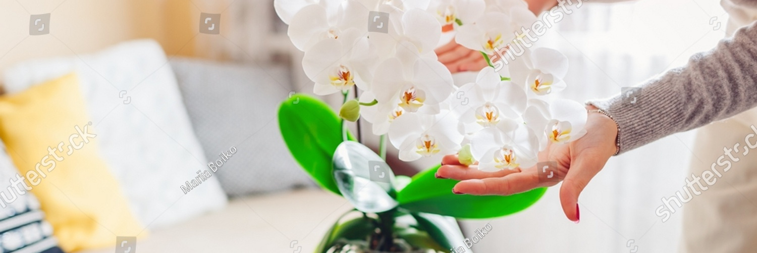 stock photo woman admiring white blooming orchid on coffee table at home girl enjoys blossom of house plant 2098790383